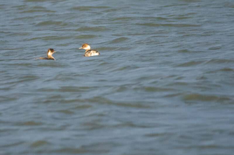 Grèbes à cou noir en Loire-Atlantique